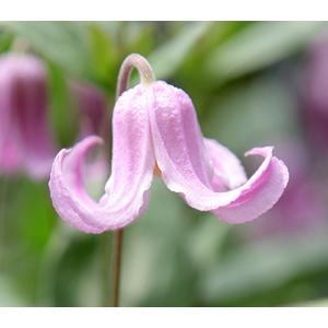 クレマチス パープレア・プレナ・エレガンス 4.5号サイズポット苗