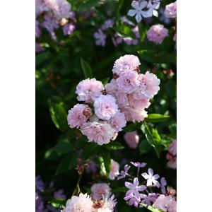 ドイリー1285❤️クラシックドイリー薔薇の花園✨大判42cm トイ・トイ・トイ！（バラ苗：四季咲き中輪房咲き系） 大苗予約 《農林