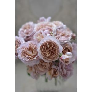 ピュール（バラ苗：ロサ・オリエンティス） 大苗 7号鉢植え 《種苗登録