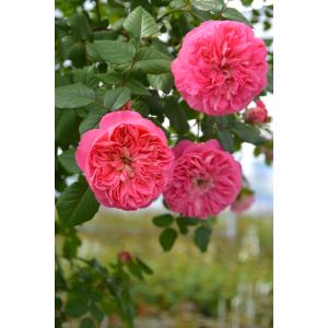 プランタジネット（バラ苗：ロサ・オリエンティス・プログレッシオ