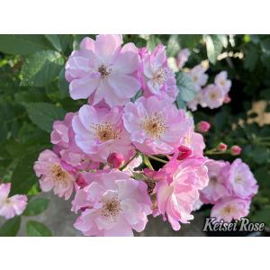 吉本花城園 バラ苗 イングリッシュローズ大苗 ゴールデンセレブ