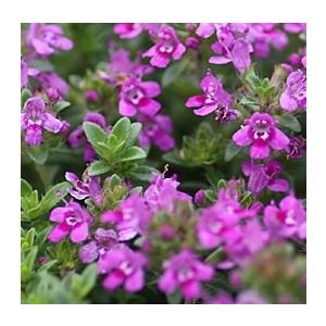 クリーピングローズ　アロマハーブ　根付き苗　3苗 クリーピングローズ アロマハーブ 根付き苗 3苗 クリーピングローズ