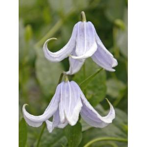 ロータス ' ブリムストーン' 宿根草 : 大神ファームYahoo!店 - 通販