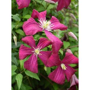 クレマチス　’マダム・ジュリア・コレボン'　4.5号ロングポット