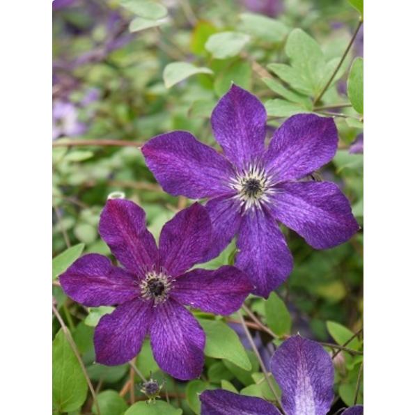 クレマチス　’ナイト・ベール'（ナイト・ヴェール）　4.5号ロングポット