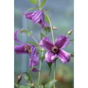 クレマチス 'ピンク・テイラー' 系統：テキセンシス、ヴィオルナ系