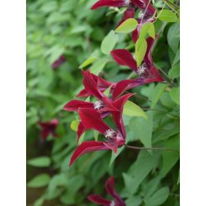 クレマチス　’グレイブタイ・ビューティ'（グラベティ・ビューティ）　4.5号ロングポット