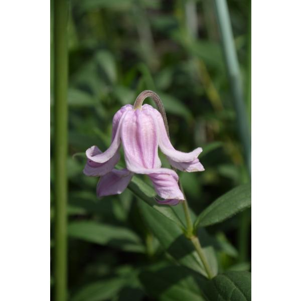 クレマチス　’パステル・ピンク'　系統： インテグリフォリア系　新枝咲き　4.5号ロングポット