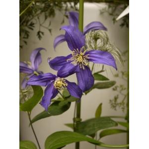 クレマチス　’ヘンダーソニー　系統：インテグリフォリア系　新枝咲き　4.5号ロングポット