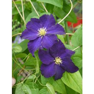 クレマチス　’ビオラ（ヴィオラ）　系統：ジャクマニー系　新枝咲き　4.5号ロングポット