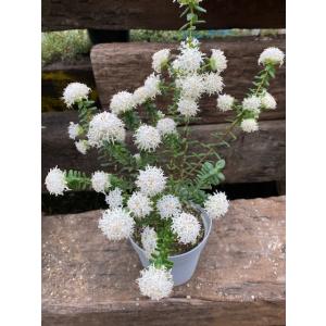 常緑 低木 ハーブ苗 の商品一覧 苗 花 ガーデニング 通販 Yahoo ショッピング