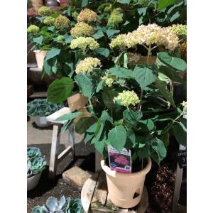 アジサイ アナベル　”ミディピンク”　（旧名：ピンクのアナベルII） 　落葉樹　7号鉢