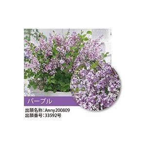 ドワーフライラック・フラワーフェスティバル (...の詳細画像2