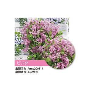 ドワーフライラック・フラワーフェスティバル (...の詳細画像3