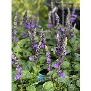 宿根草 青い花 苗 の商品一覧 花 ガーデニング 通販 Yahoo ショッピング