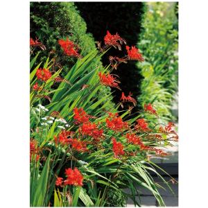 クロコスミア ルシファー 花 ガーデニング の商品一覧 通販 Yahoo ショッピング