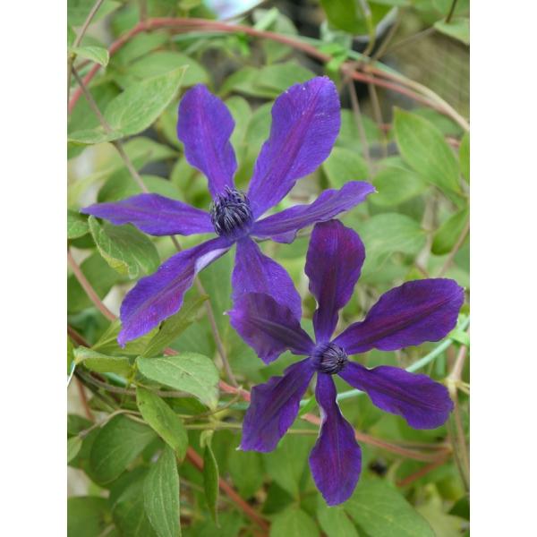 クレマチス　’アフロディーテ・エレガフミナ’（インテグリフォリア系）　12cmポット