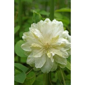 苗 花種類 クレマチス 花 ガーデニング 通販 Yahoo ショッピング