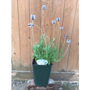 レースラベンダー 冬 苗 の商品一覧 花 ガーデニング 通販 Yahoo ショッピング