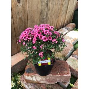 常緑 低木 ハーブ苗 の商品一覧 苗 花 ガーデニング 通販 Yahoo ショッピング