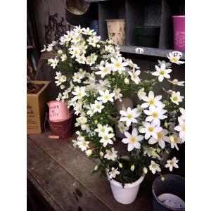 ミミエデン（バラ苗：四季咲き中輪房咲き系） 大苗 《農林水産省 登録