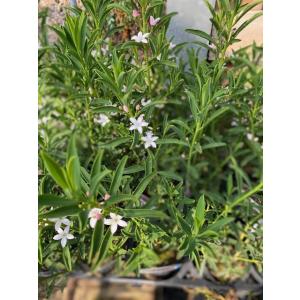 耐寒性常緑低木 ハーブ苗 の商品一覧 苗 花 ガーデニング 通販 Yahoo ショッピング