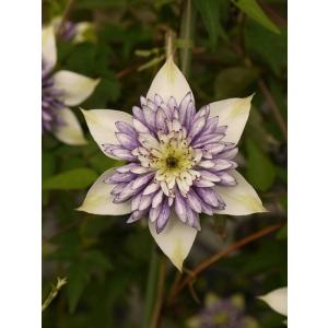 クレマチス '白麗（ハクレイ）' 12cmポット : 大神ファームYahoo!店