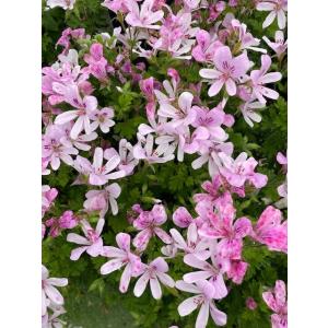 ハーブゼラニウム（ハーブ苗）12cmポット　香りゼラニウム　においゼラニウム