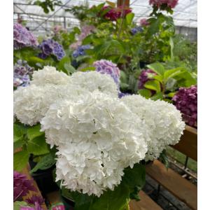 日本花キ流通 アジサイ 旭日昇天 5号鉢 大苗 花苗 苗木 あじさい