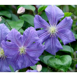 確認用 クレマチス ヴィヴィアンペンネル さし木苗