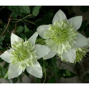 クレマチス　’白万重（しろまんえ）'　（系統：フロリダ系）　4.5号ロングポット