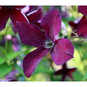 クレマチス　’ブラック・プリンス'　系統：ビチセラ系　4.5号ロングポット