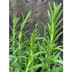 ローズマリー（立ち性）（ハーブ苗） おまかせ