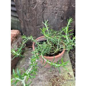 ローズマリー(立ち性)(ハーブ苗) おまかせの詳細画像1