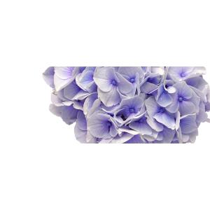 ハイドランジア　&quot;シルクサファイア&quot;　 耐寒性落葉低木　7号鉢