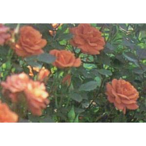 ミニバラ　’テディベアー’　5号鉢植え　四季咲き　バラ苗（挿木苗）