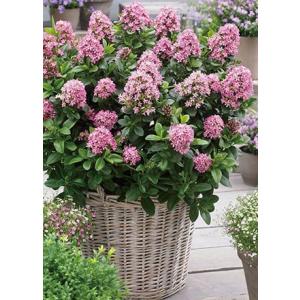 エスカロニア  ”ピンクエル”　耐寒性常緑低木　6号鉢　《農林水産省登録品種》