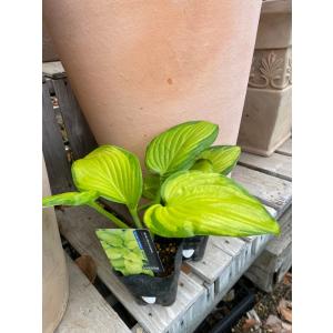 ホスタ・ジューン 宿根草 10.5cm : 大神ファームYahoo!店 - 通販