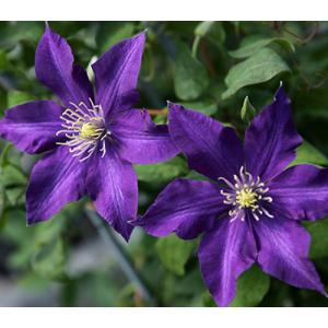 クレマチス　’ミステリー・トレイン’　系統：ジャックマニー系　12cmポット