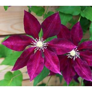 クレマチス　’はやて’　系統：フロリダ系　12cmポット