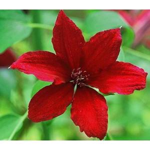 クレマチス　’ルッテル(ルーテル)’　　系統：パテンス系　12cmポット