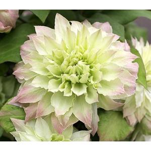 多肉植物：ユーフォルビア・ネオフンベルティ オーレオ ビリディ