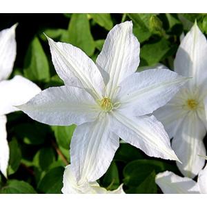 クレマチス　’ロコーコラ’　系統：ジャックマニー系　4.5号ロングポット