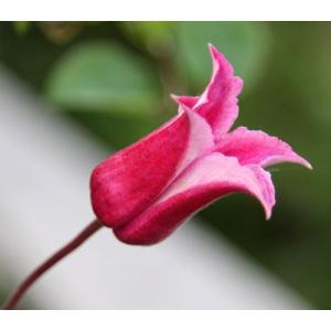 クレマチス　’ハッピー・ダイアナ’　系統：テキセンシス、ビオルナ系　12cmポット