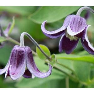 クレマチス その他いろいろA （選べる品種） 2個セット （ 送料無料