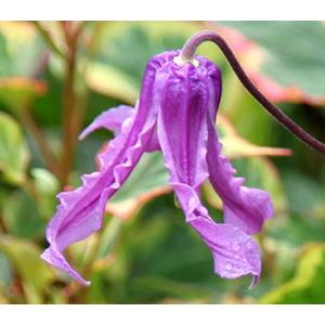 クレマチス　ピンクテイラー　新品種　テキセンシス　ヴィオルナ系 クレマチス 'ピンク・テイラー' 系統：テキセンシス、ヴィオルナ