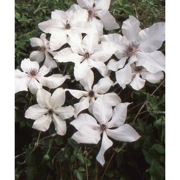 クレマチス　’フロリダ’　系統：フロリダ系　4.5号ロングポット