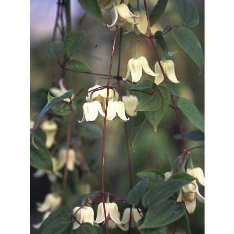 クレマチス　’ウンナンエンシス’　常緑　系統：コンナータ系　12cmポット