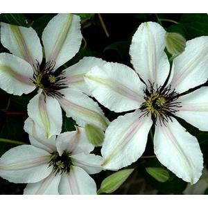 クレマチス　’ミクラ’　系統：ジャックマニー系　4.5号ロングポット