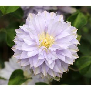 クレマチス　’ルリオコシ’　系統：パテンス八重系　4.5号ロングポット